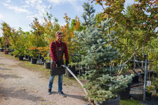 How Our Tree Care Process Works  in Berkeley, CA